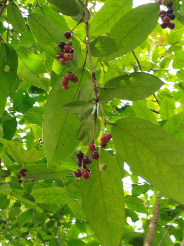 Identificação da planta Nenhum nome popular conhecido no Brasil por foto
