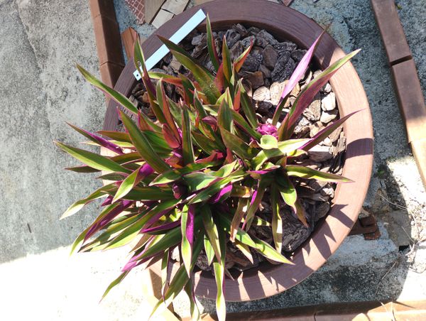 Identificação da planta Abacaxi-roxo por foto