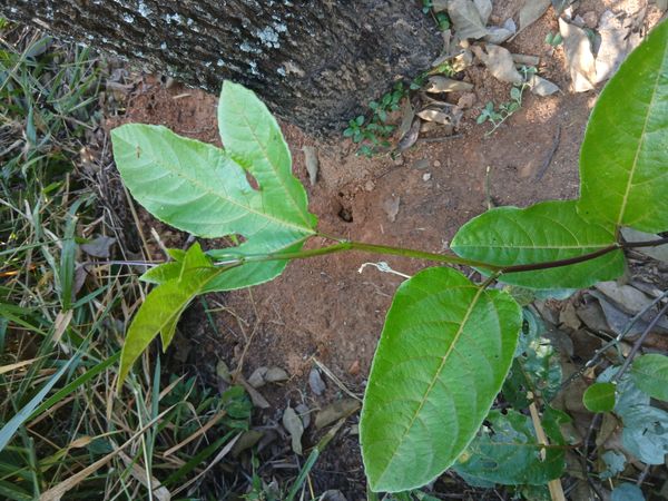 Identificação da planta Maracujá por foto