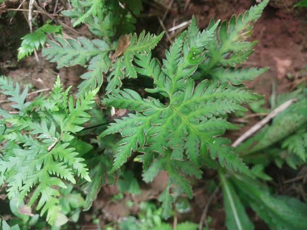 Identificação da planta Não sei. Quer que eu pesquise? por foto