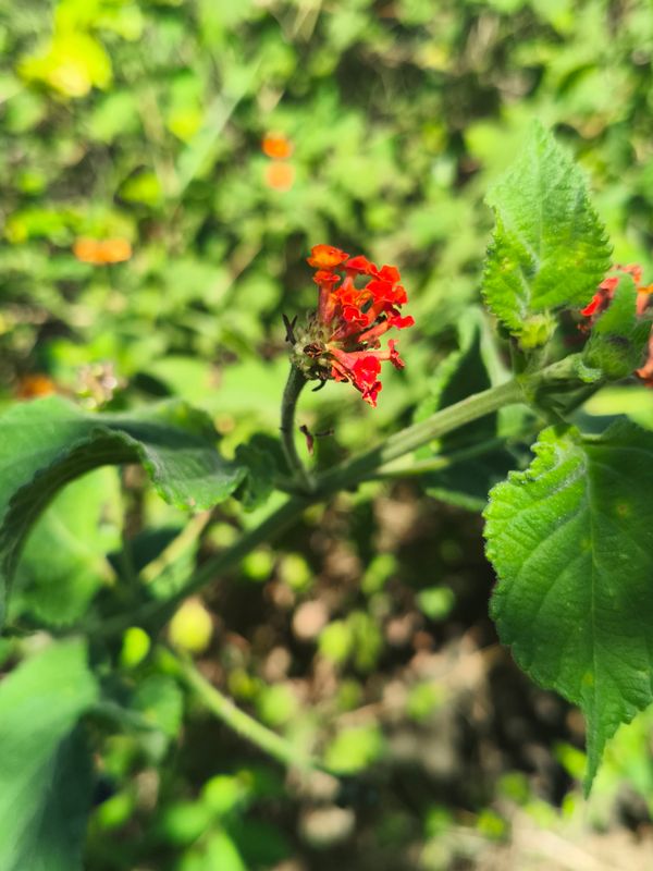 Identificação da planta lantana por foto