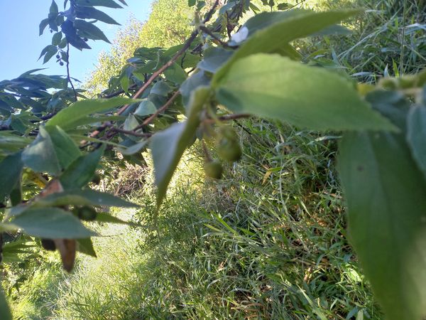 Identificação da planta Calabura por foto