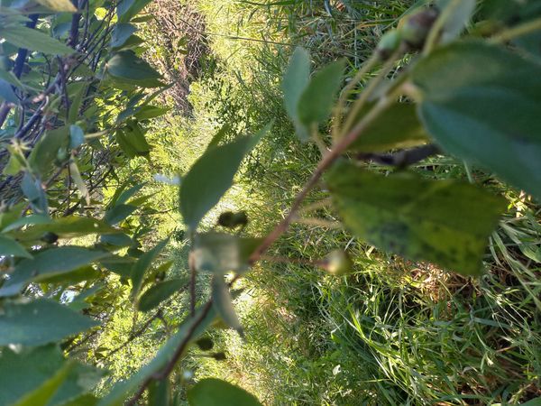 Identificação da planta Posso pesquisar para confirmar? Se sim, retorno apenas o nome popular por foto
