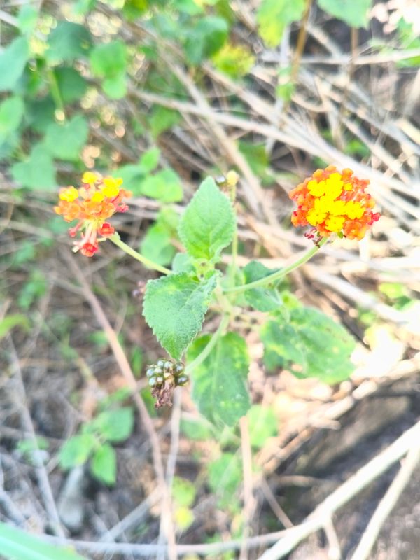 Identificação da planta lantana por foto