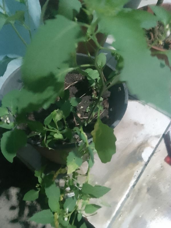 Identificação da planta Maria-pretinha por foto