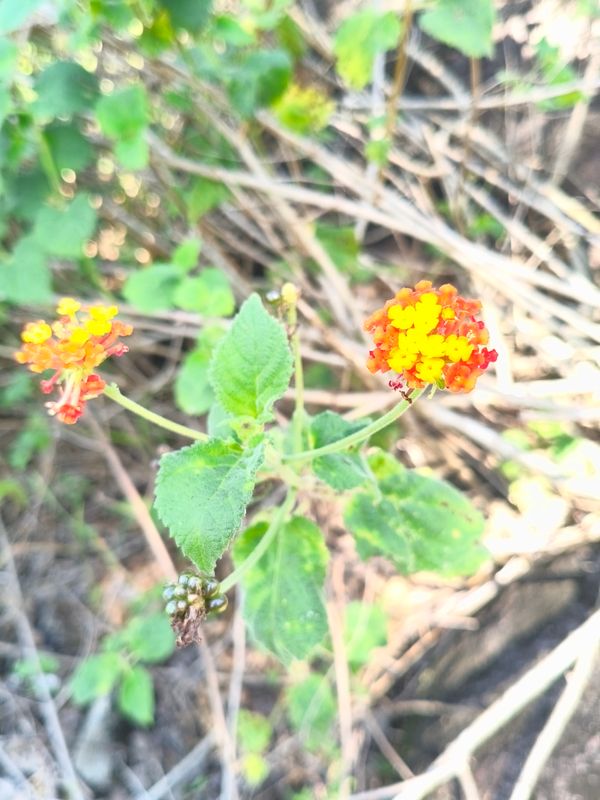 Identificação da planta lantana por foto