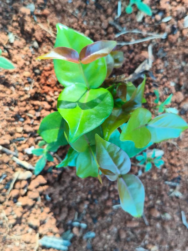 Identificação da planta Pitanga por foto
