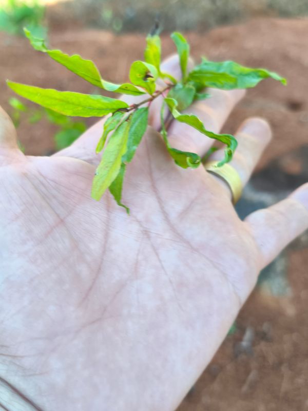 Identificação da planta Romã por foto