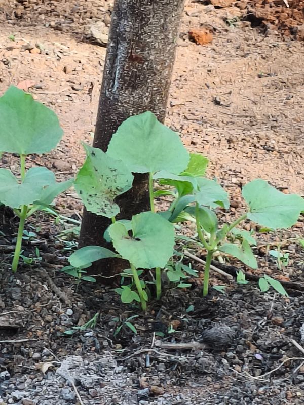Identificação da planta Melão por foto
