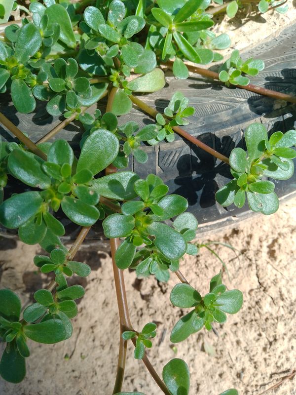 Identificação da planta Portulaca por foto