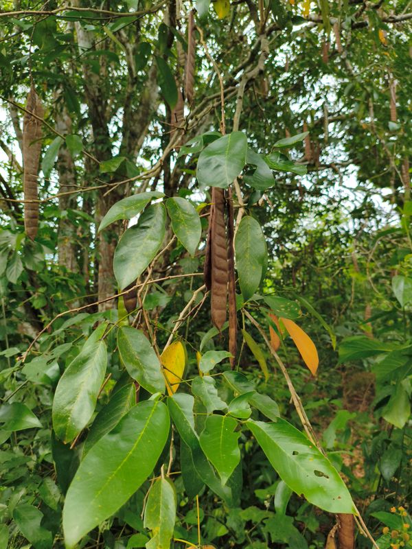 Identificação da planta Sombreiro por foto