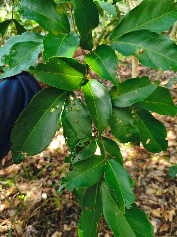 Identificação da planta Ingá do mato por foto