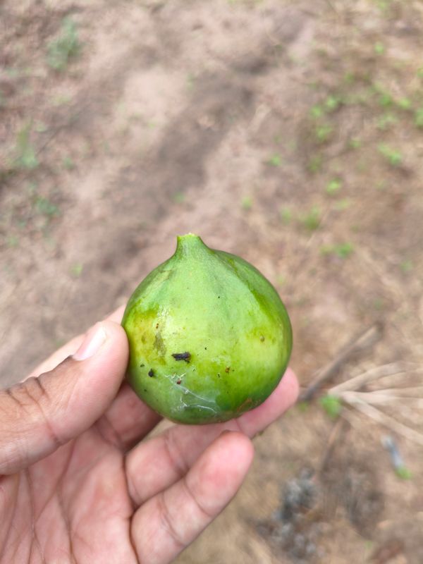 Identificação da planta Sem nome popular registrado no Brasil por foto
