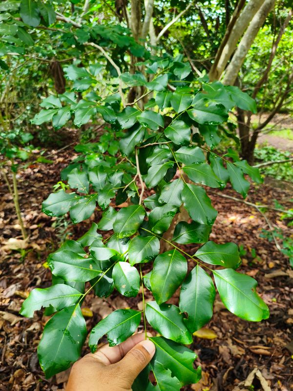 Identificação da planta Sem nome popular por foto