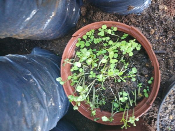 Identificação da planta mostarda-da-nova-zelândia por foto