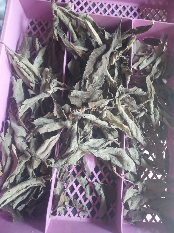 Identificação da planta Erva baleeira por foto
