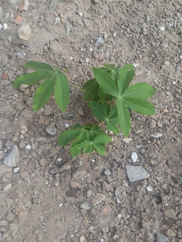 Identificação da planta Mandioca por foto