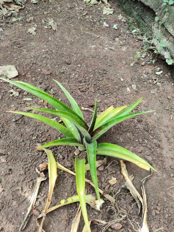 Identificação da planta Abacaxi por foto