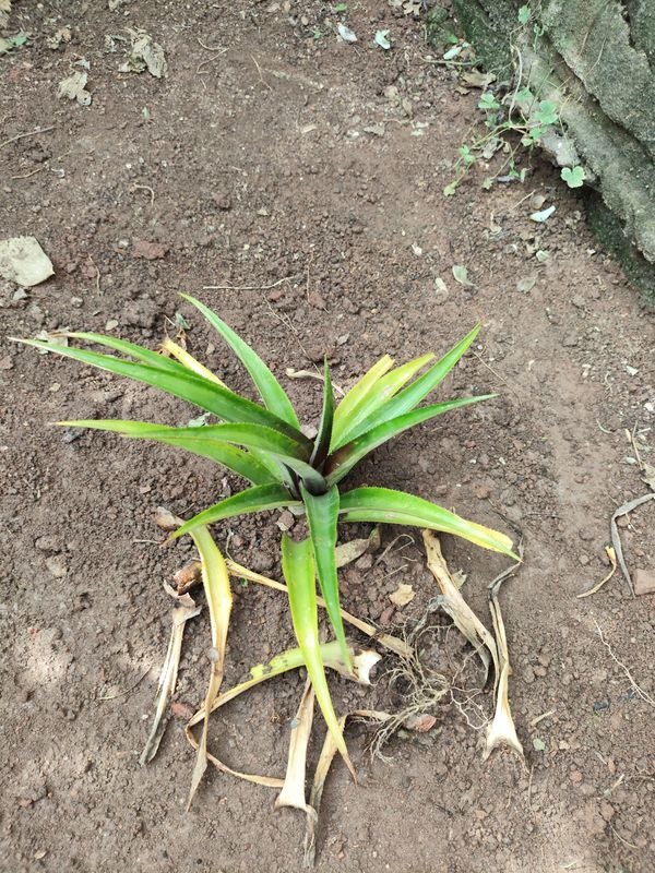 Identificação da planta Abacaxi por foto