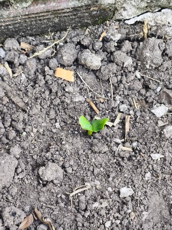Identificação da planta arum por foto