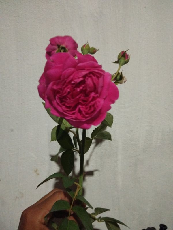 Identificação da planta Rosa por foto