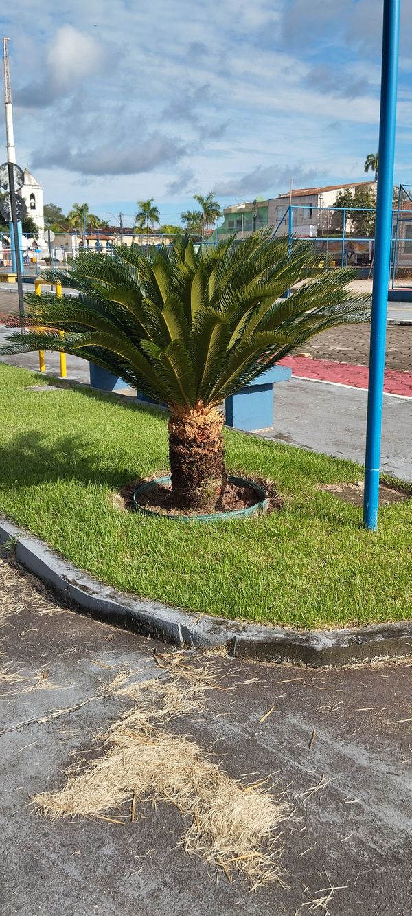 Identificação da planta Sagu-de-jardim por foto