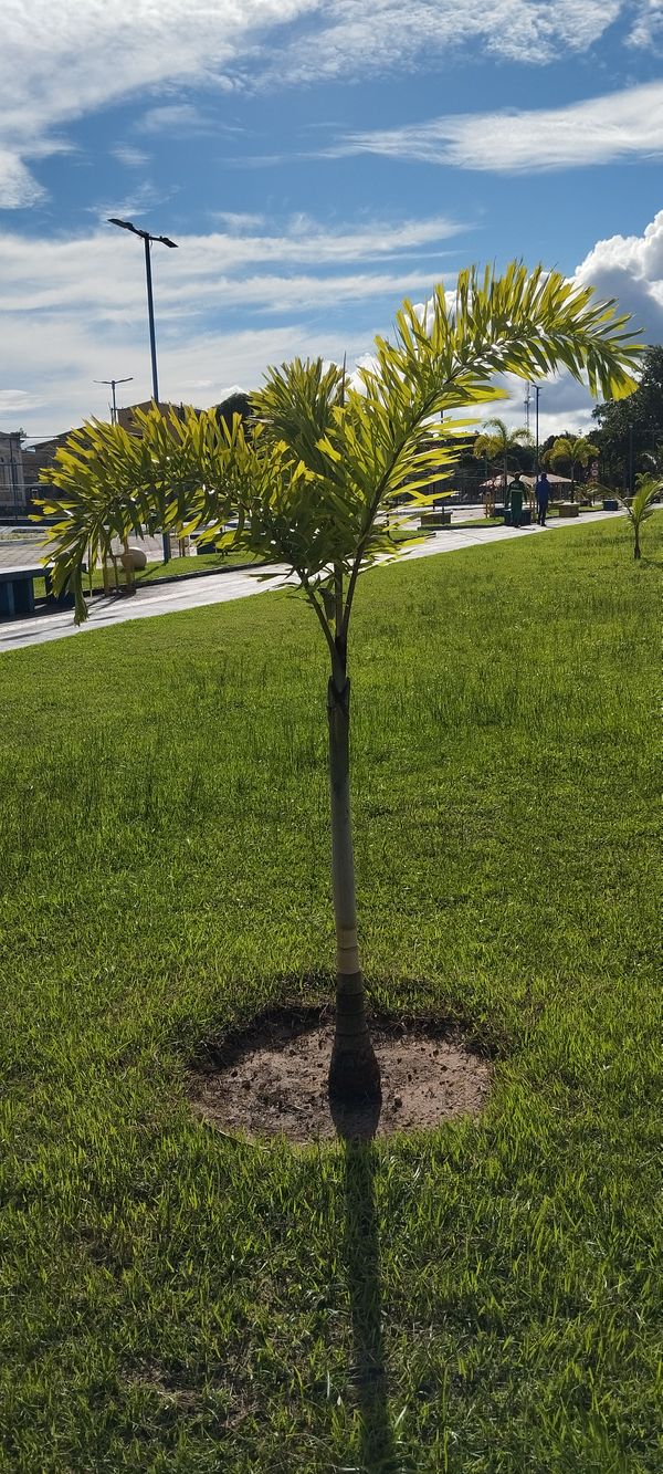 Identificação da planta Palmeira-leque-australiana por foto