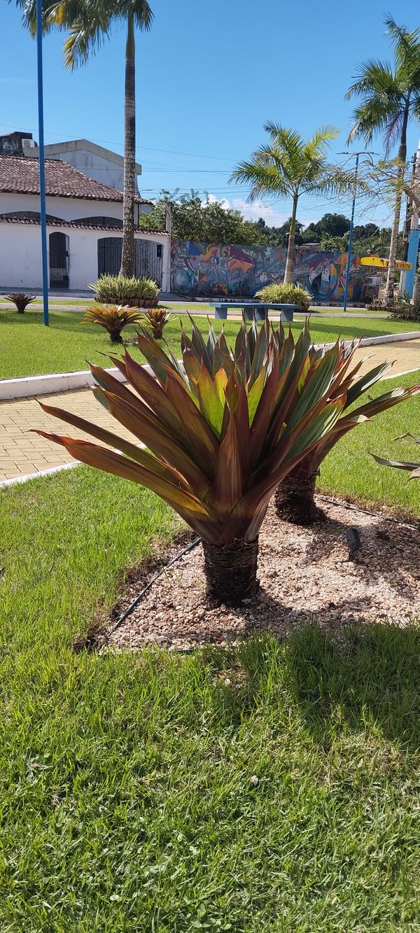 Identificação da planta Bromélia por foto