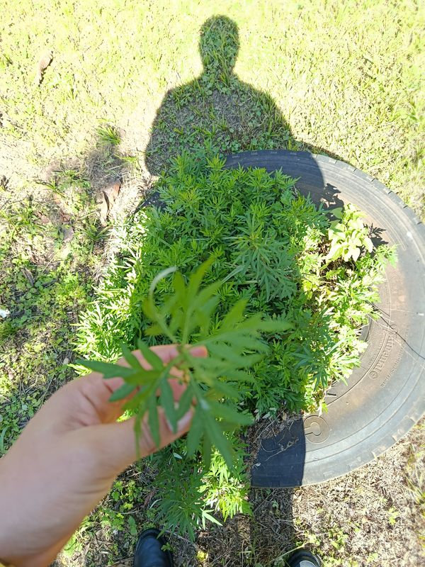 Identificação da planta Artemísia por foto