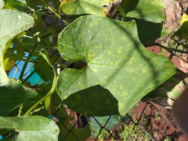 Identificação da planta Xuxu por foto