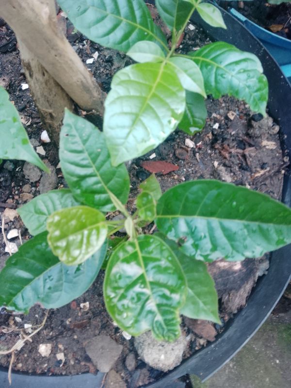Identificação da planta Ipê Rosa por foto