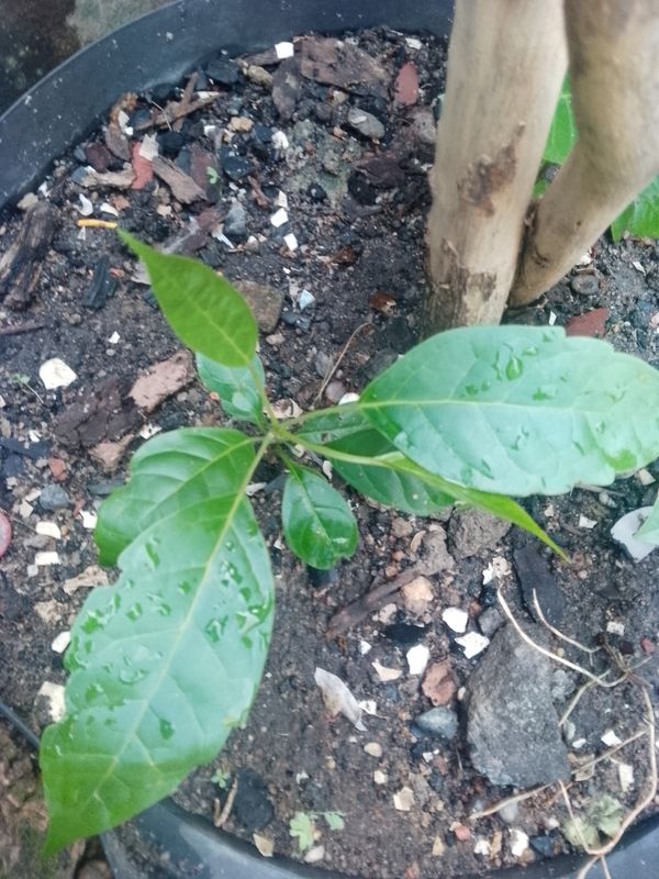 Identificação da planta Ipê Rosa por foto