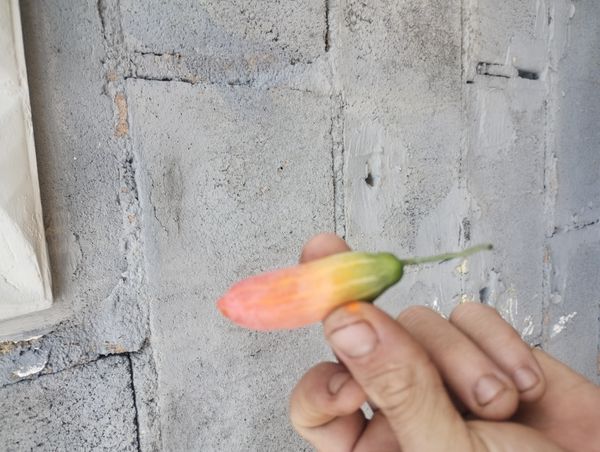 Identificação da planta Tindora por foto