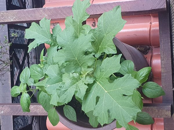 Identificação da planta Jurubeba por foto