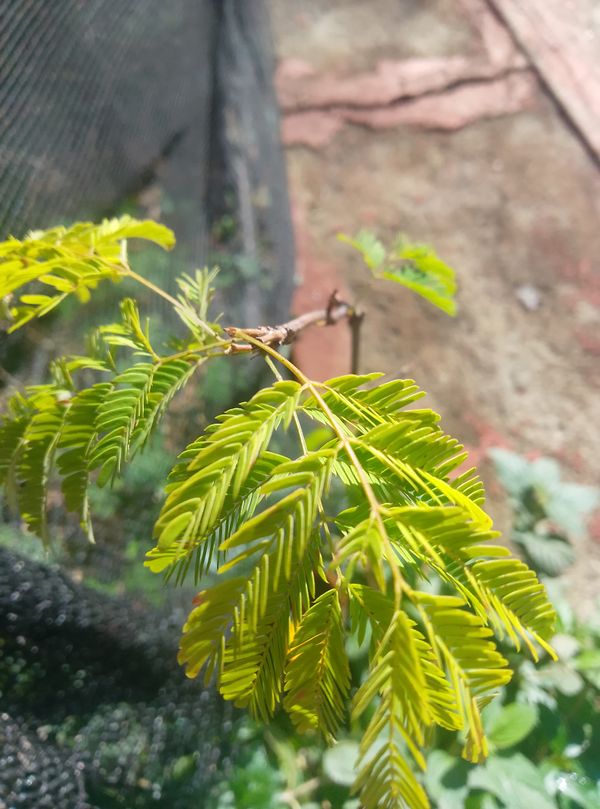 Identificação da planta Tataré por foto