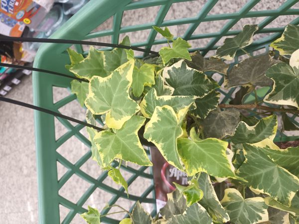 Identificação da planta Hera-argelina por foto