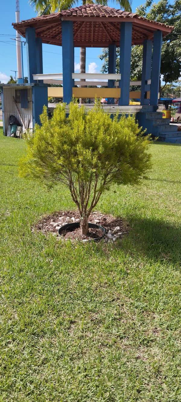Identificação da planta Eugênia por foto