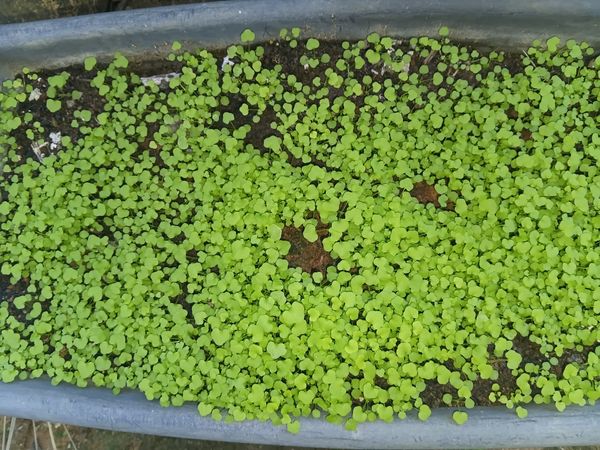 Identificação da planta Queiró por foto