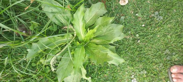 Identificação da planta Dente de leão por foto