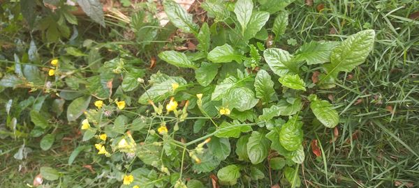 Identificação da planta Crepe do Japão por foto