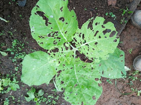 Identificação da planta Canola por foto