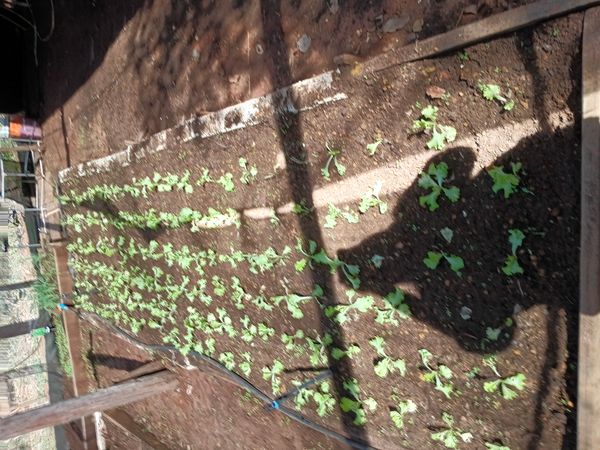 Identificação da planta Alface por foto