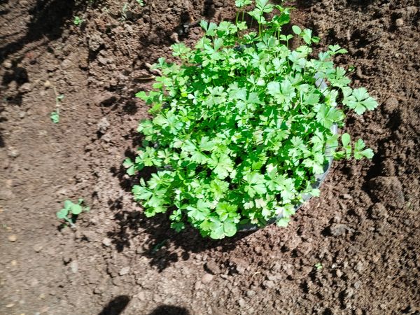 Identificação da planta Salsa por foto