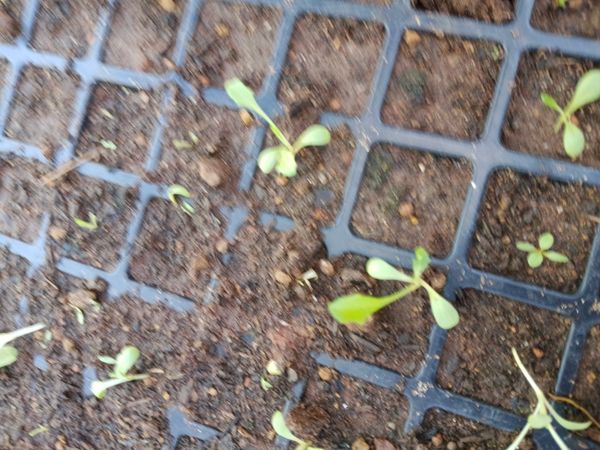 Identificação da planta Agrião por foto
