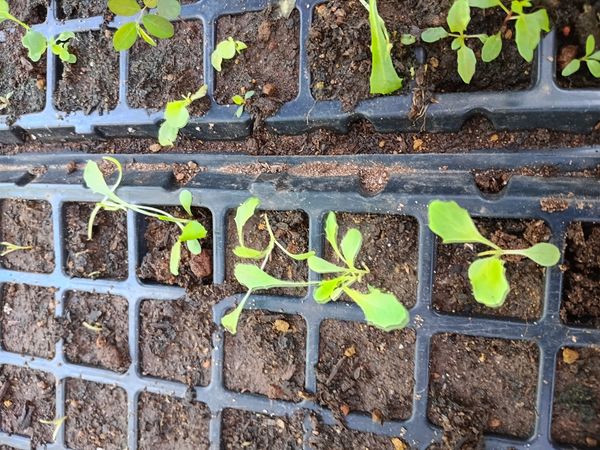 Identificação da planta Alface por foto