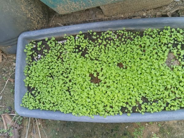 Identificação da planta Lágrima-de-bebê por foto