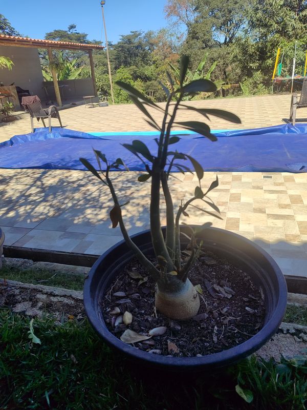 Identificação da planta Rosa do deserto por foto