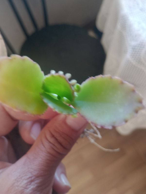 Identificação da planta Mãe-de-milhares por foto