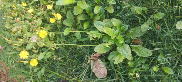 Identificação da planta Crepe do Japão por foto
