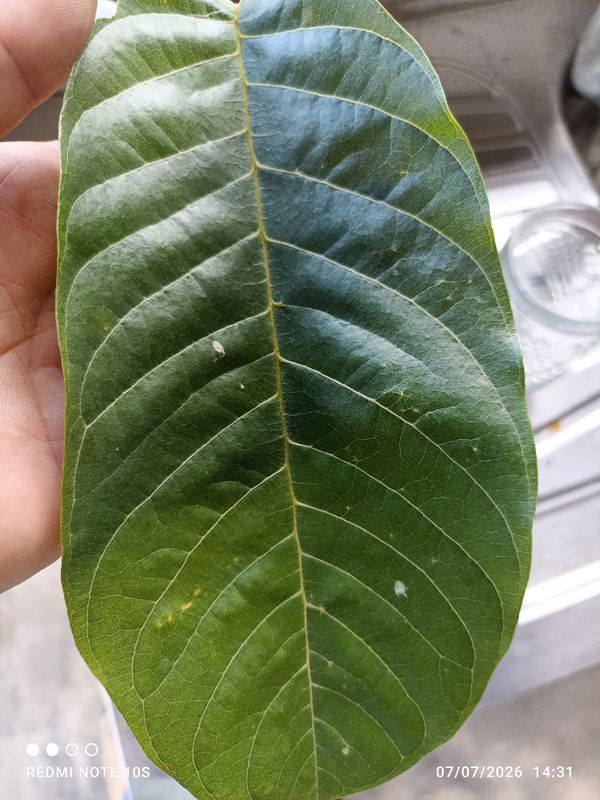 Identificação da planta Fruta-do-conde por foto